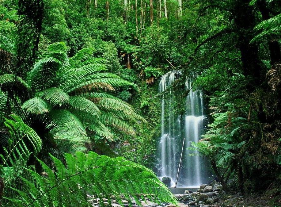 Tropical Forests Feeling the Ozone Blues